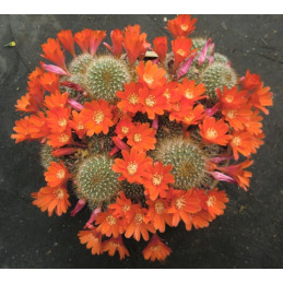 Aylostera sp. Köhres