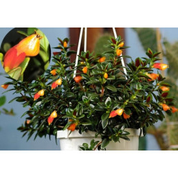 Hypocyrta glabra (Nematanthus)