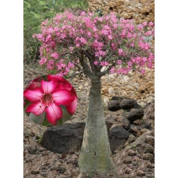 Adenium obesum multiflorum...