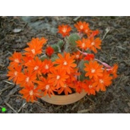 Aylostera escayachii