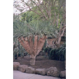 Dracaena draco "Dračí strom"