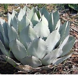 Agave parryi subsp. parryi