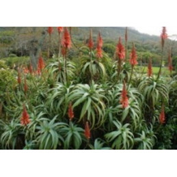 Aloe arborescens