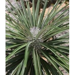 Pachypodium geayi...