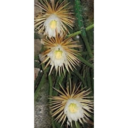 Selenicereus grandiflorus