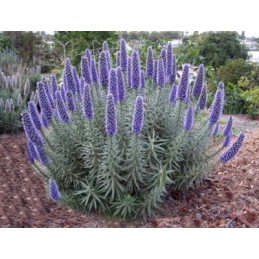 Echium candicans "Pýcha...