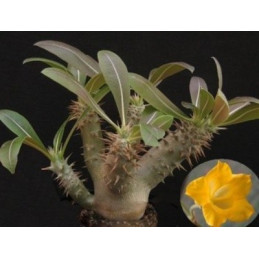 Pachypodium horombense