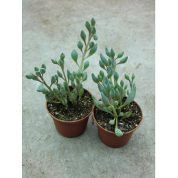 Senecio citriformis