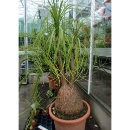 Beaucarnea recurvata "Sloní...