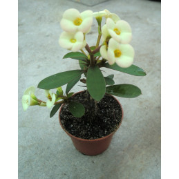 Euphorbia milii "Kristova...