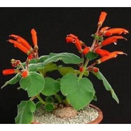 Sinningia cardinalis