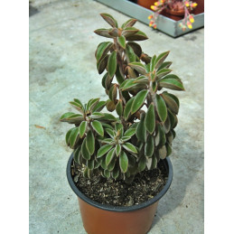 Peperomia asperula