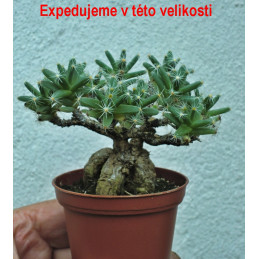 Trichodiadema densum...