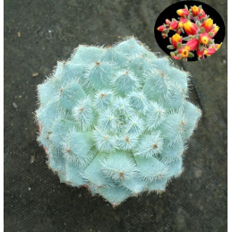 Echeveria setosa var. deminuta