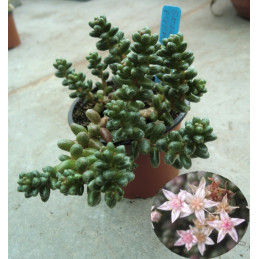 Sedum furfuraceum