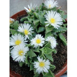 Faucaria candida ”Tygří...