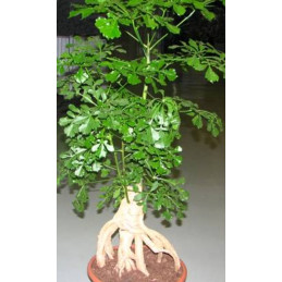 Cussonia sphaerocephala