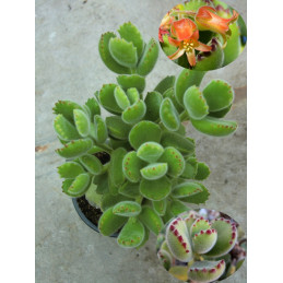 Cotyledon tomentosa