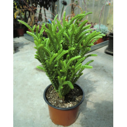 Crassula muscosa