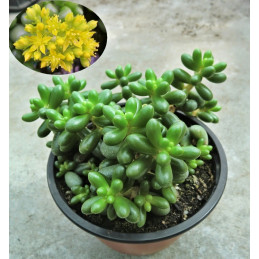 Sedum hernandezii