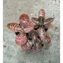 Kalanchoe humilis figuereidoi