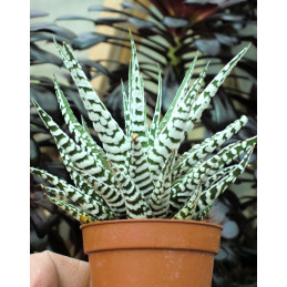 Haworthia fasciata Alba