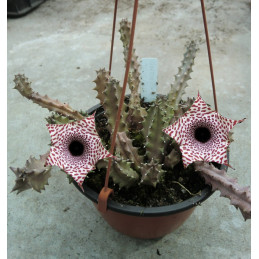 Huernia kirkii