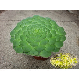 Aeonium tabuliforme
