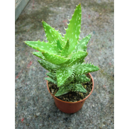 Aloe squarrosa