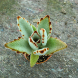 Kalanchoe tomentosa "Kočičí...