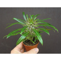 Pachypodium lamerei...