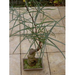 Brachychiton rupestris...