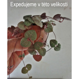 Ceropegia woodii
