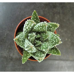 Haworthia pumila