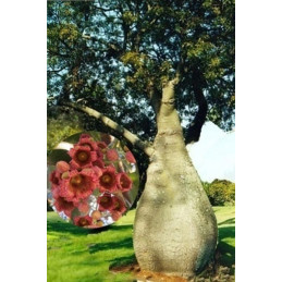 Brachychiton populneus...