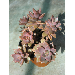 Graptosedum 'Bronze'