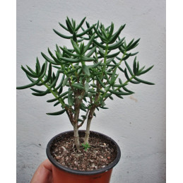 Crassula tetragona