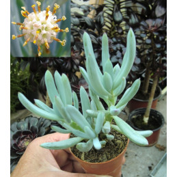 Senecio serpens