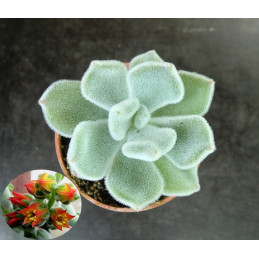 Echeveria pulvinata Frosty