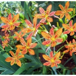 Belamcanda chinensis...