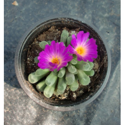 Frithia pulchra