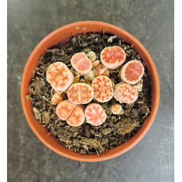 LITHOPS Mix 2 "Živé kameny"