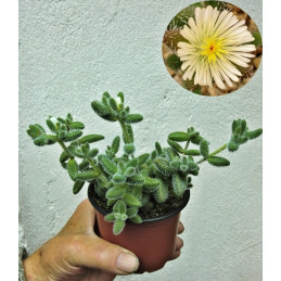 Delosperma echinatum