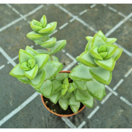 Crassula rupestris