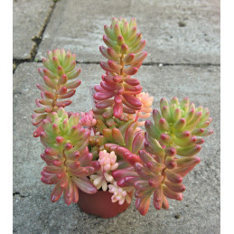 Sedum rubrotinctum 'Aurora'