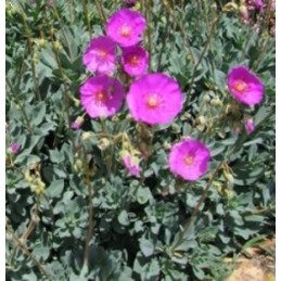 Calandrinia grandiflora