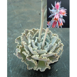 Echeveria shaviana