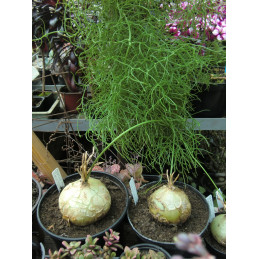 Bowiea gariepensis "Pnoucí...