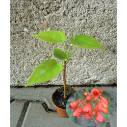 Brachychiton acerifolius...