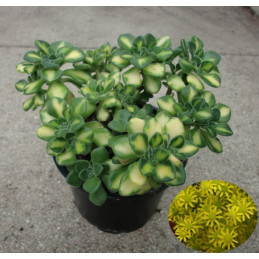 Aeonium lindleyi variegata